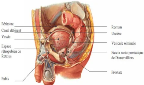 Figure 2 : L’appareil génito-urinaire chez l’homme [NETTER] 