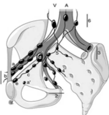 Figure 6 : Schéma en vue oblique de la répartition   des chaînes ganglionnaires pelviennes autour des vaisseaux