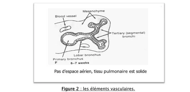 Figure 2 : les éléments vasculaires. 