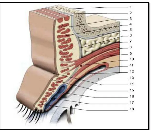 Figure 1 : anatomie de la paupiere 