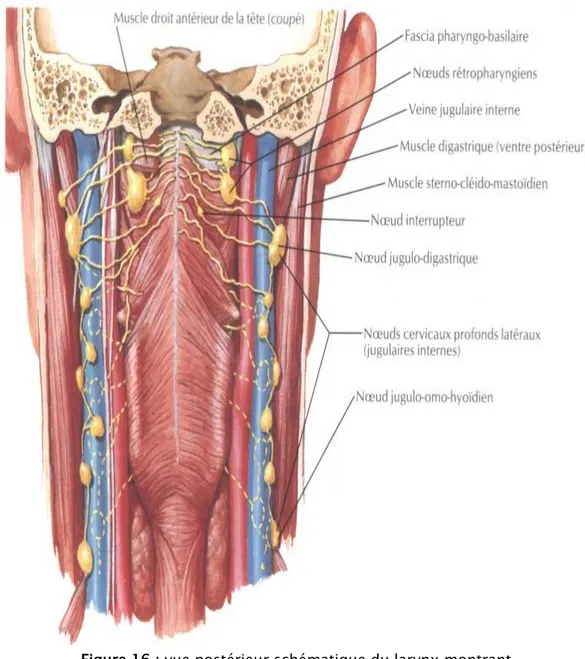 Figure 16 : vue postérieur schématique du larynx montrant   les principaux collecteurslymphatiques 