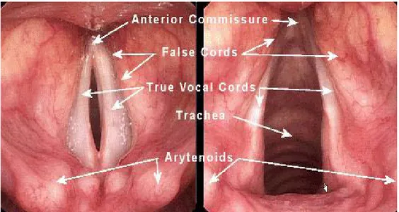 Figure 18 : vue endoscopique du larynx en phonation et en inspiration profonde 