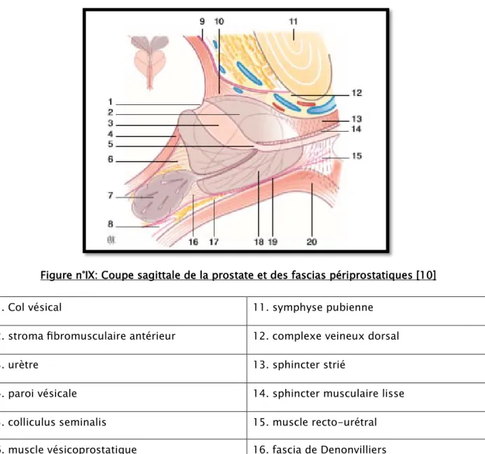 Figure n°IX: Coupe sagittale de la prostate et des fascias périprostatiques [10] 