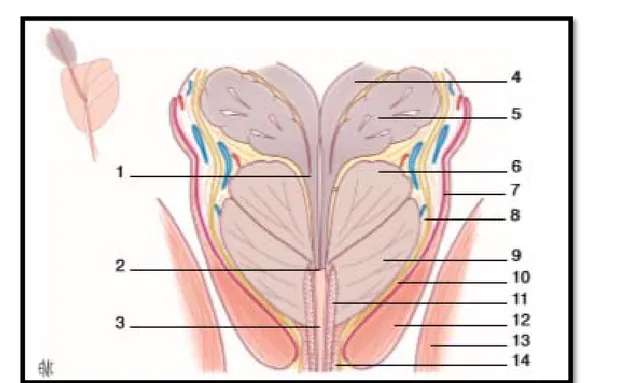 Figure n°X : Coupe frontale de la prostate, du sphincter de l’urètre, des fascias  périprostatiques et des muscles pelviens [10] 