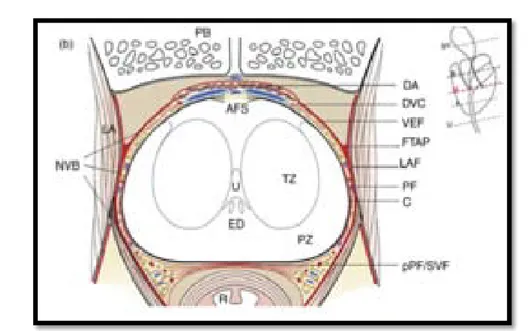 Figure n°XI : Coupe axiale des fascias prostatiques et périprostatiques et anatomie zonale [6]  PB : os pubien 