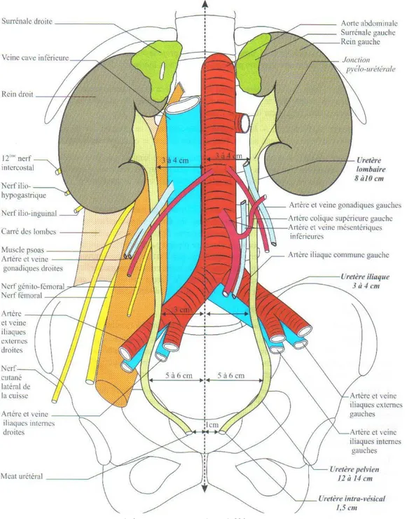 Figure 1 : schéma montrant les différents constituants   de l’espace rétropéritonéal et leurs rapports [15]