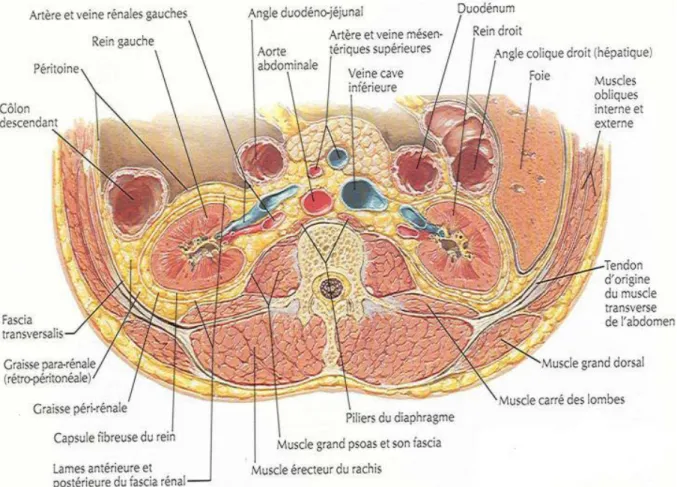 Figure 2 : coupe transversale à travers la 2ème vertèbre lombaire montrant la structure de  l’espace rétropéritonéal