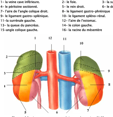 Figure 11 : Les rapports postérieurs des reins.[18] 