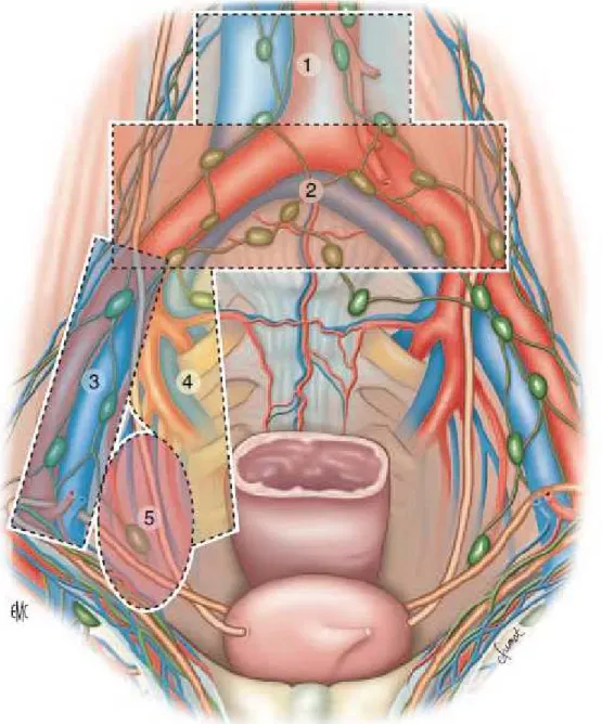 Figure 3 : les principales aires lymphatiques de la vessie et leurs rapports anatomiques[39] 