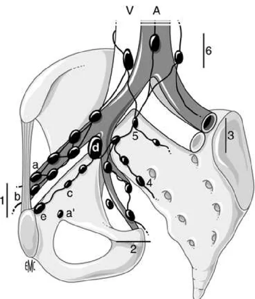 Figure 4 : Schéma en vue oblique de la répartition des chaînes ganglionnaires pelviennes autour  des vaisseaux [87]