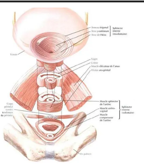 Figure N°2 : L'appareil sphinctérien de l'urèthre féminin (Atlas d’anatomie F.Netter)