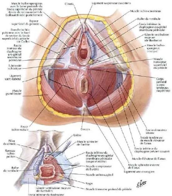 Figure N°4 : Rapports de l’urèthre féminin avec le plan musculo- aponévrotique du périnée (Atlas  d’anatomie F.Netter) 