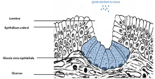 Figure N°6 : Schéma histologique de la partie proximale de l'urèthre. 