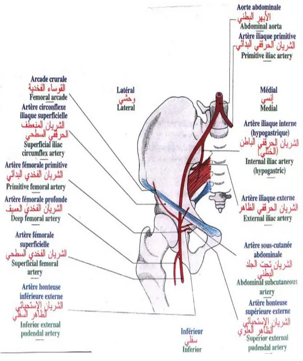 Figure 18. Vue antérieure de l’hémi-bassin montrant la disposition de l’artère fémorale  primitive[15]