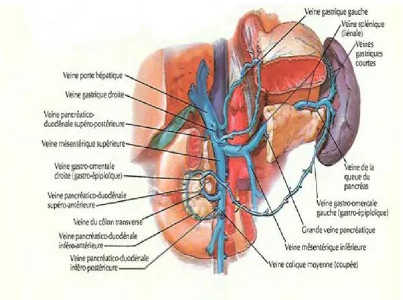 Figure : Vascularisation veineuse du pancréas[17]. 