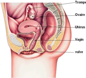 Figure 11 : Vue latérale d’une coupe sagittale de l’appareil génital féminin 
