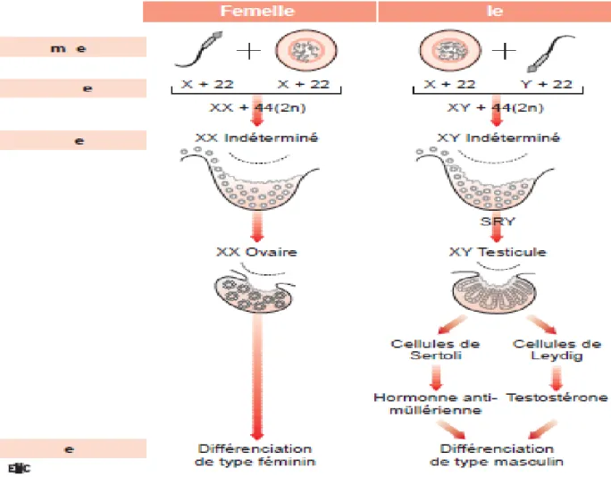 Figure 26: Détermination gonadique et organogenèse gonadique dans chacun des deux  sexes.[8]