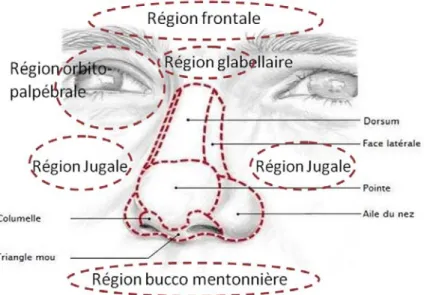 Figure 10 : Sous unités esthétiques du nez 