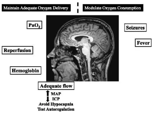 Figure 24 : Système de neuroprotection a la phase aigue du traumatisme crânien .[9] 