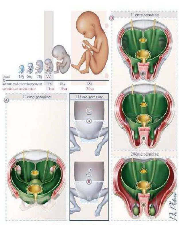 Figure 15: différenciation sexuelle entre 11éme et 28éme semaine  du développement embryonnaire 