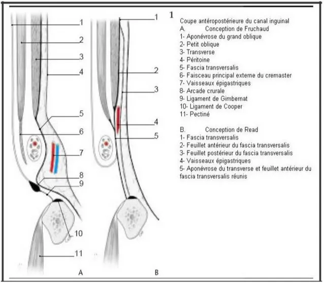 Figure 15 : Coupe antéropostérieure du canal inguinal.  a.  Cadre solide de l’aine : 