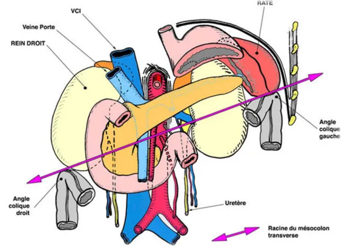 Figure 3 : Rapports avec les viscères rétro- et intra péritonéaux, vue de face 