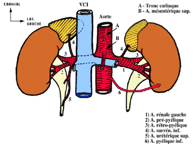 Figure 4 : vascularisation rénale 