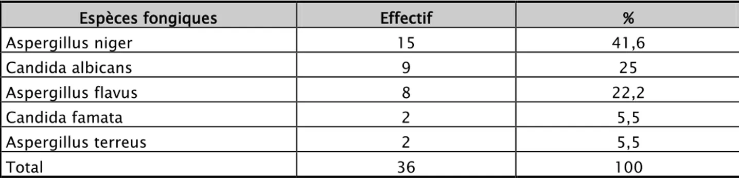 Tableau VIII : Espèces fongiques isolées en culture 