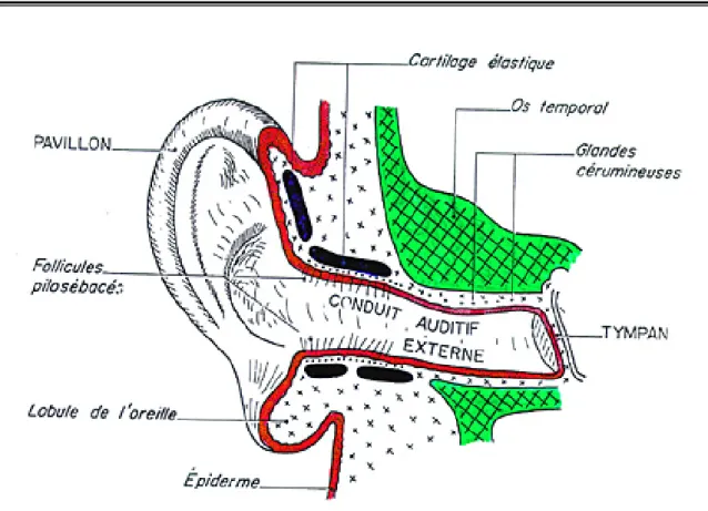 Figure 12 :Schéma de l’oreille externe[11] 