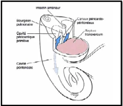 Figure 1:Le septum transversum forme dans la future région thoracique une cloison ventrale,  qui sépare partiellement la cavité cœlomique intra embryonnaire en une cavité péricardique 