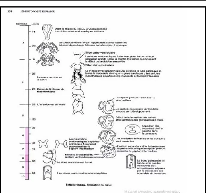 Figure 3 : Les étapes de formation du cœur [7].  II.  U Rappel anatomique du médiastin (Figure 4): 