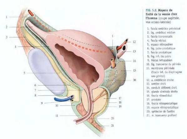 Figure 1 : Moyens de fixité de la vessie chez l’homme [4] 