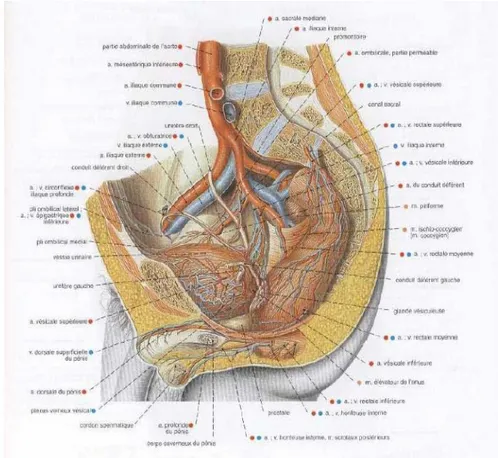 Figure 3: Vascularisation des organes pelviens chez l’homme; bassin sectionné dans un plan  paramédian gauche; péritoine largement réséqué; vue latérale droite [6] 
