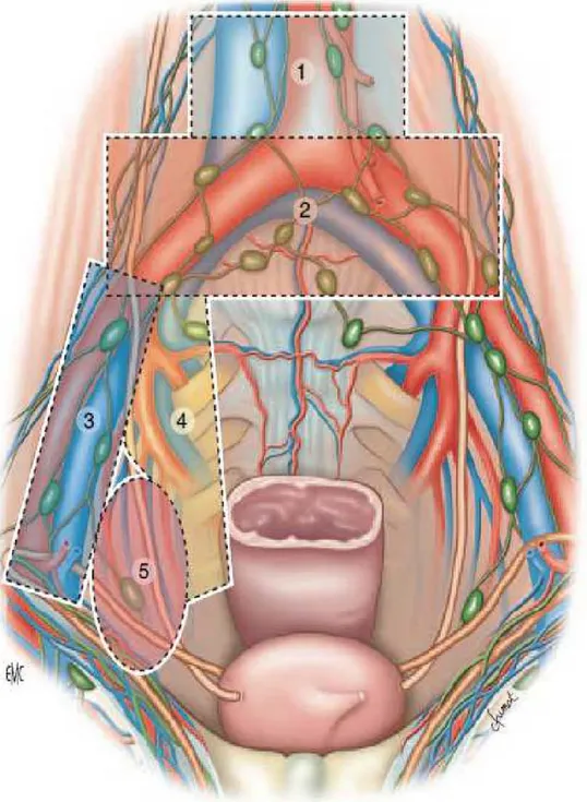 Figure 4 : les principales aires lymphatiques de la vessie  et leurs rapports anatomiques[7] 