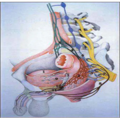 Figure 5 : innervation du bas appareil urinaire 