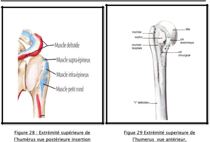 Figure 28 : Extrémité supérieure de  l’humérus vue postérieure insertion 