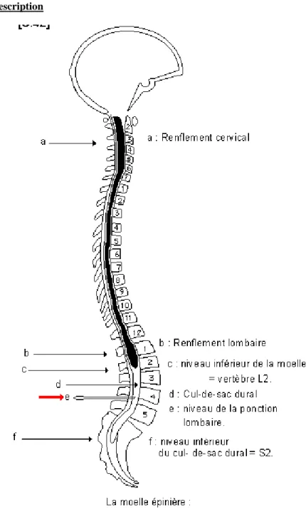 Figure 7: La moelle épinière: disposition générale dans le canal vertébral 
