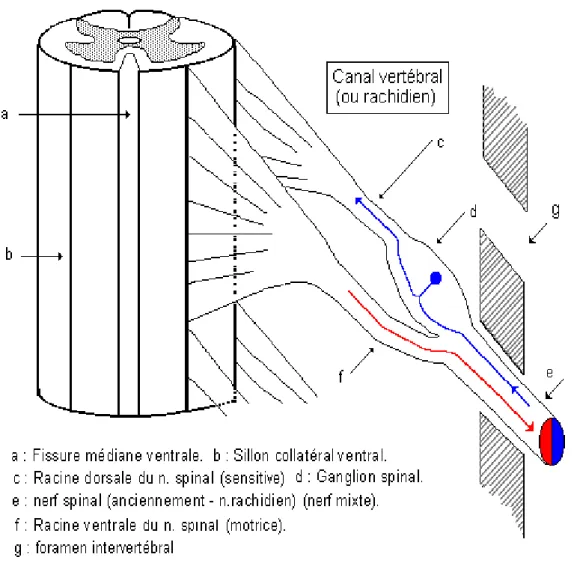 Figure 8: Morphologie externe - Description  Il existe 31 paires de nerfs spinaux qui naissent de la moelle épinière