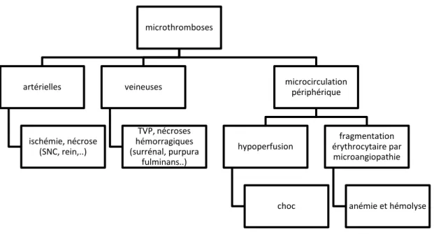 Figure 5 : Conséquences cliniques et biologiques des microthrombus lors de la CIVD  5.3