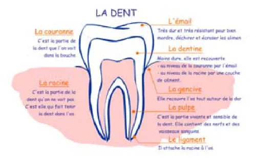 Figure 42 : Anatomie de la dent (11)  Les différents types de dents : 