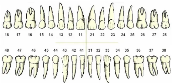 Figure 44 : Numérotation des dents   1 - L'incisive centrale  2 - L'incisive latérale  3 - La canine  4 - La première prémolaire  5 - La deuxième prémolaire  6 - La première molaire  7 - La deuxième molaire  8 - La dent de sagesse 