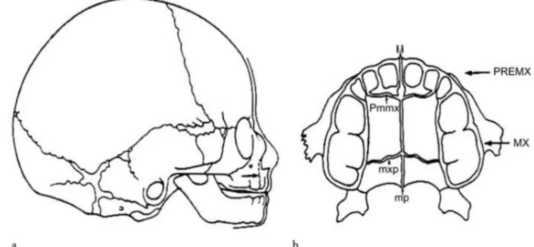 Figure  12 - Prémaxillaire et maxillaire. Le prémaxillaire, issu du bourgeon fronto-nasal, se soude très  tôt aux maxillaires issus des bourgeons maxillaires