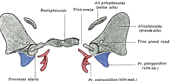 Figure  19 : Embryologie. Apparition et soudure des processus ptérygoïdiens qui appartiennent   au premier arc branchial (vue postérieure) (d’après Augier modifié (10)) 