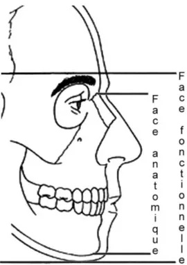 Figure 23 : Face anatomique et fonctionnelle (vue de profil). 