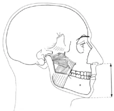 Figure 24 : Massif facial. Prémaxillaire et maxillaire (dentés) correspondent au corpus  mandibulaire denté