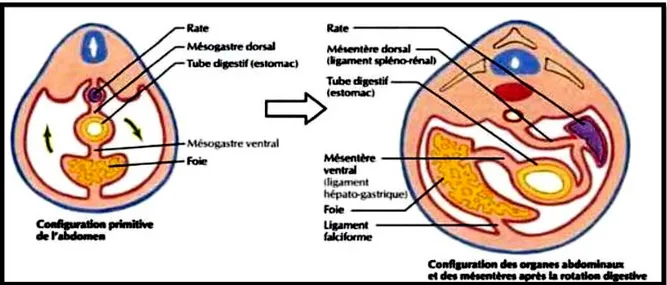 Figure 6 : Embryologie de la rate [4] 