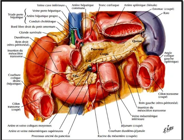 Figure 9 : Vue antérieure de l’abdomen montrant les rapports viscéraux de la rate [10]