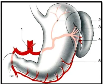 Figure 10 : Vascularisation extrinsèque de la rate [9]  1.  Tronc coeliaque ; 2. Artère gastrique postérieure ; 3