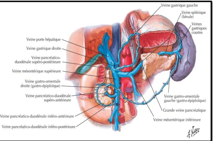 Figure 11 : Schéma montrant le trajet de la veine splénique. [11] 