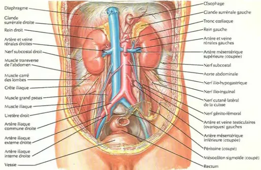 Figure 1 : Situation des deux reins au sein de la région postérieure de l’abdomen [2] 
